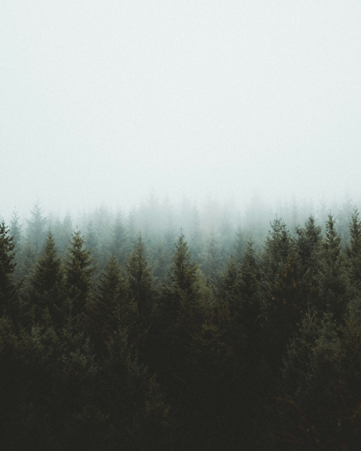 Dark pine forest disappearing into a white fog